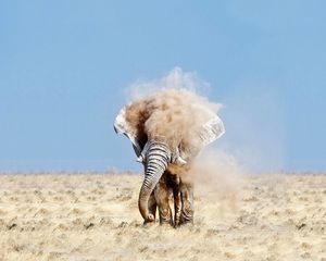 Preview wallpaper elephant, sand, dust, sky