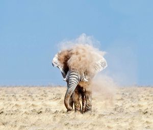 Preview wallpaper elephant, sand, dust, sky