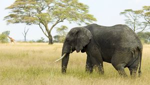 Preview wallpaper elephant, savanna, grass, nature, trees