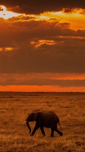 Preview wallpaper elephant, savanna, sunset, nature, africa