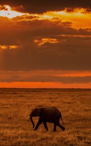 Preview wallpaper elephant, savanna, sunset, nature, africa