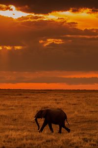 Preview wallpaper elephant, savanna, sunset, nature, africa