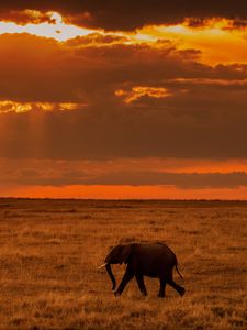 Preview wallpaper elephant, savanna, sunset, nature, africa