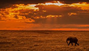 Preview wallpaper elephant, savanna, sunset, nature, africa