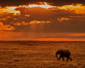 Preview wallpaper elephant, savanna, sunset, nature, africa