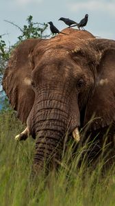 Preview wallpaper elephant, savannah, grass, birds, animal