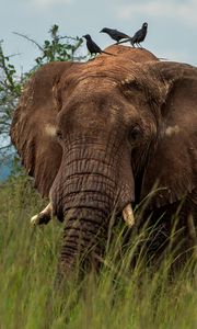 Preview wallpaper elephant, savannah, grass, birds, animal