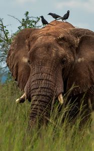 Preview wallpaper elephant, savannah, grass, birds, animal