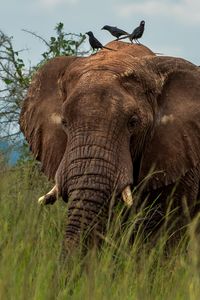 Preview wallpaper elephant, savannah, grass, birds, animal