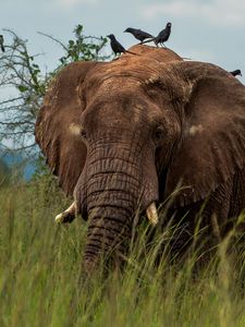 Preview wallpaper elephant, savannah, grass, birds, animal