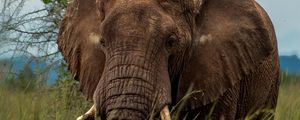 Preview wallpaper elephant, savannah, grass, birds, animal