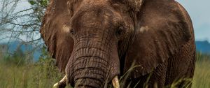 Preview wallpaper elephant, savannah, grass, birds, animal