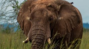Preview wallpaper elephant, savannah, grass, birds, animal