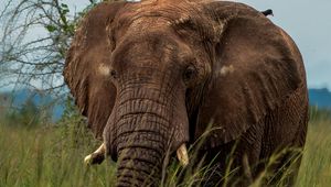 Preview wallpaper elephant, savannah, grass, birds, animal