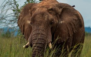 Preview wallpaper elephant, savannah, grass, birds, animal