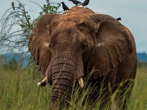 Preview wallpaper elephant, savannah, grass, birds, animal