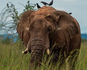 Preview wallpaper elephant, savannah, grass, birds, animal