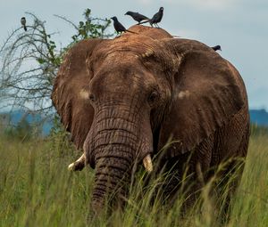 Preview wallpaper elephant, savannah, grass, birds, animal