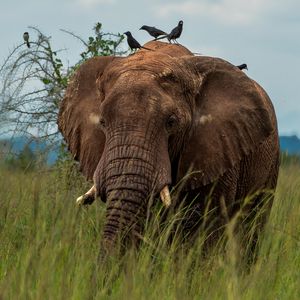 Preview wallpaper elephant, savannah, grass, birds, animal