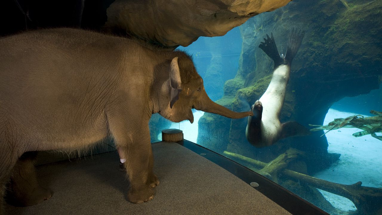 Wallpaper elephant, seal, friends