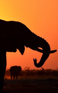 Preview wallpaper elephant, silhouette, animal, wildlife