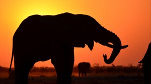 Preview wallpaper elephant, silhouette, animal, wildlife