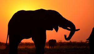 Preview wallpaper elephant, silhouette, animal, wildlife