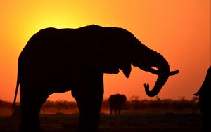 Preview wallpaper elephant, silhouette, animal, wildlife