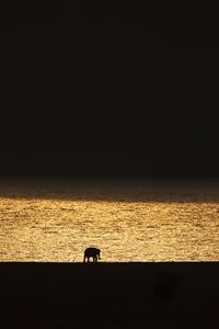 Preview wallpaper elephant, silhouette, sunset, black