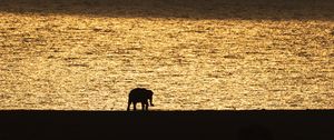 Preview wallpaper elephant, silhouette, sunset, black