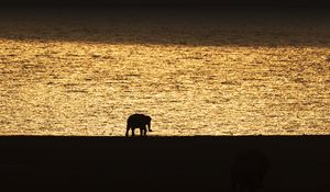 Preview wallpaper elephant, silhouette, sunset, black