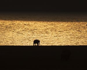 Preview wallpaper elephant, silhouette, sunset, black