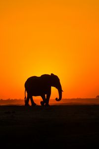 Preview wallpaper elephant, sunset, silhouette, africa