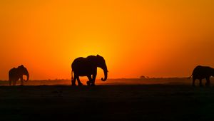 Preview wallpaper elephant, sunset, silhouette, africa