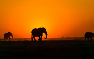 Preview wallpaper elephant, sunset, silhouette, africa
