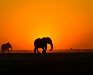 Preview wallpaper elephant, sunset, silhouette, africa