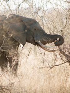 Preview wallpaper elephant, trees, branches