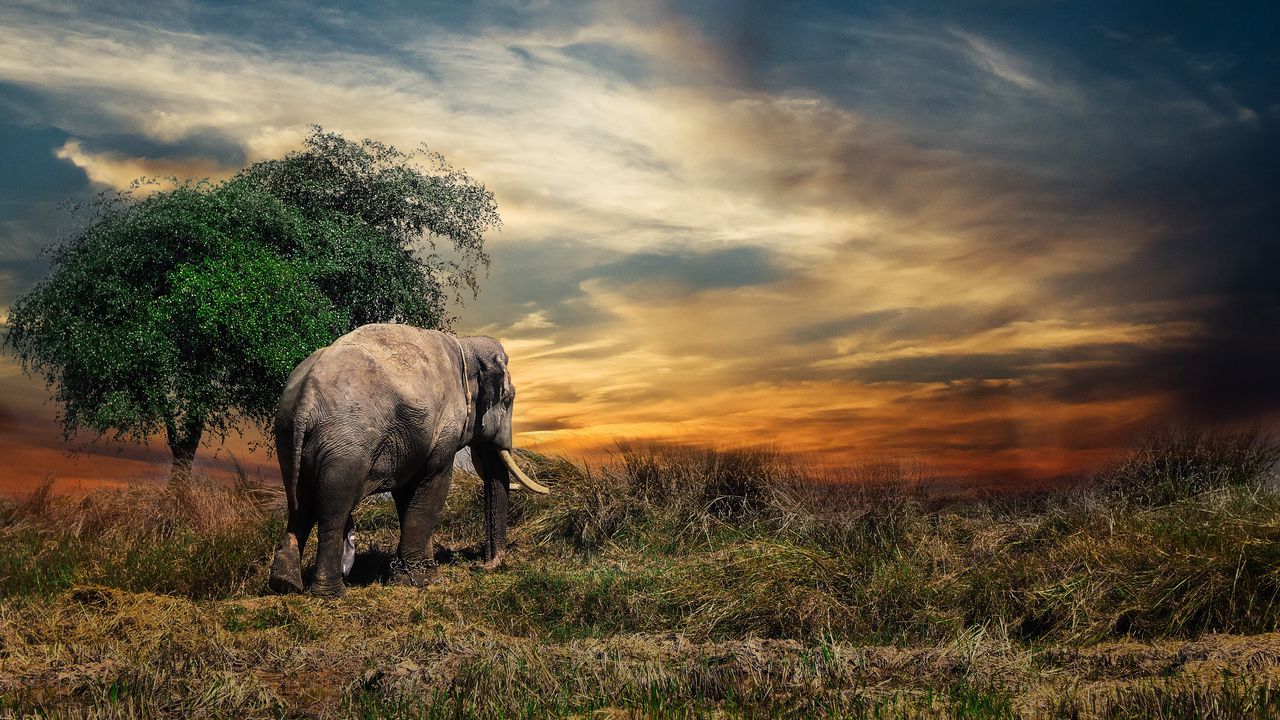 Wallpaper elephant, trees, grass