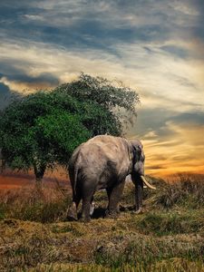 Elephant old mobile, cell phone, smartphone wallpapers hd, desktop  backgrounds 240x320, images and pictures