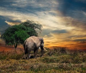 Preview wallpaper elephant, trees, grass