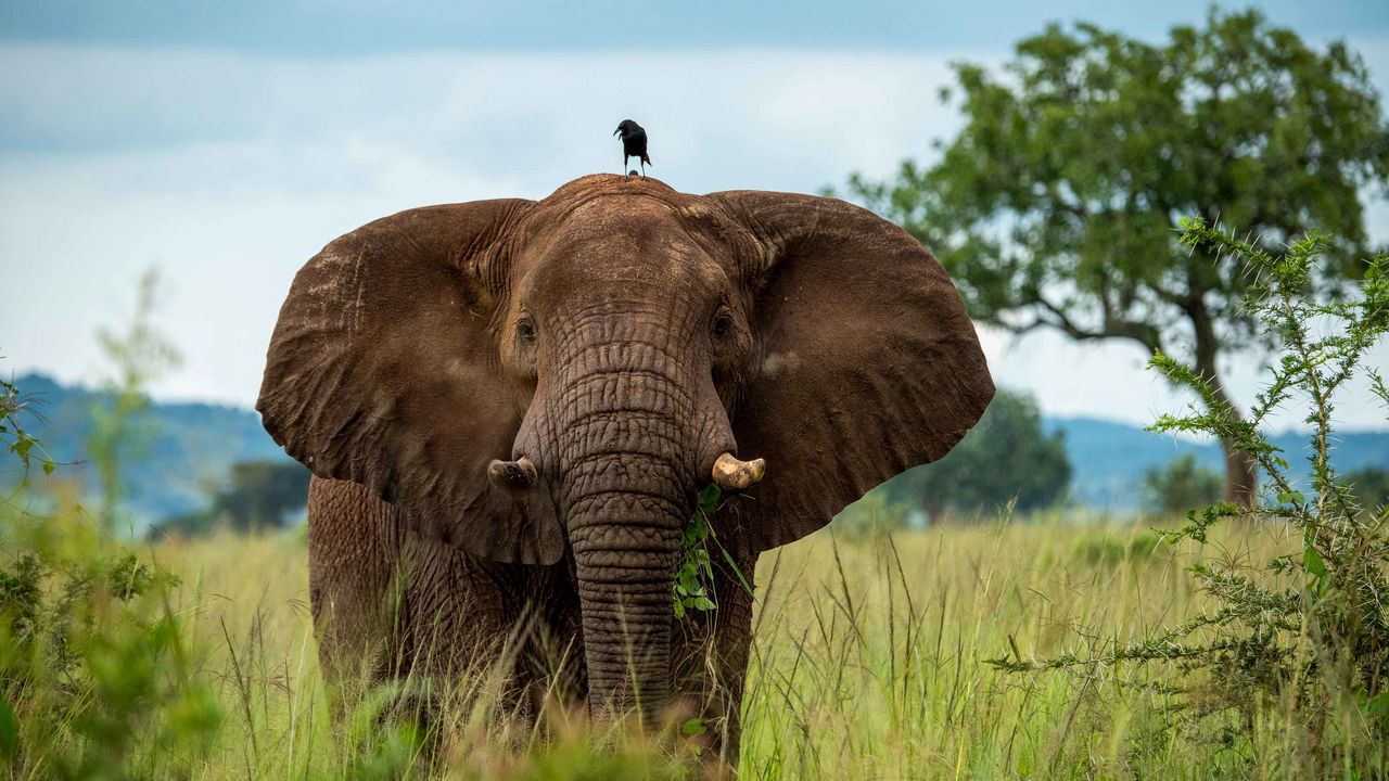 Wallpaper elephant, trunk, bird, savannah