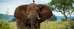 Preview wallpaper elephant, trunk, bird, savannah