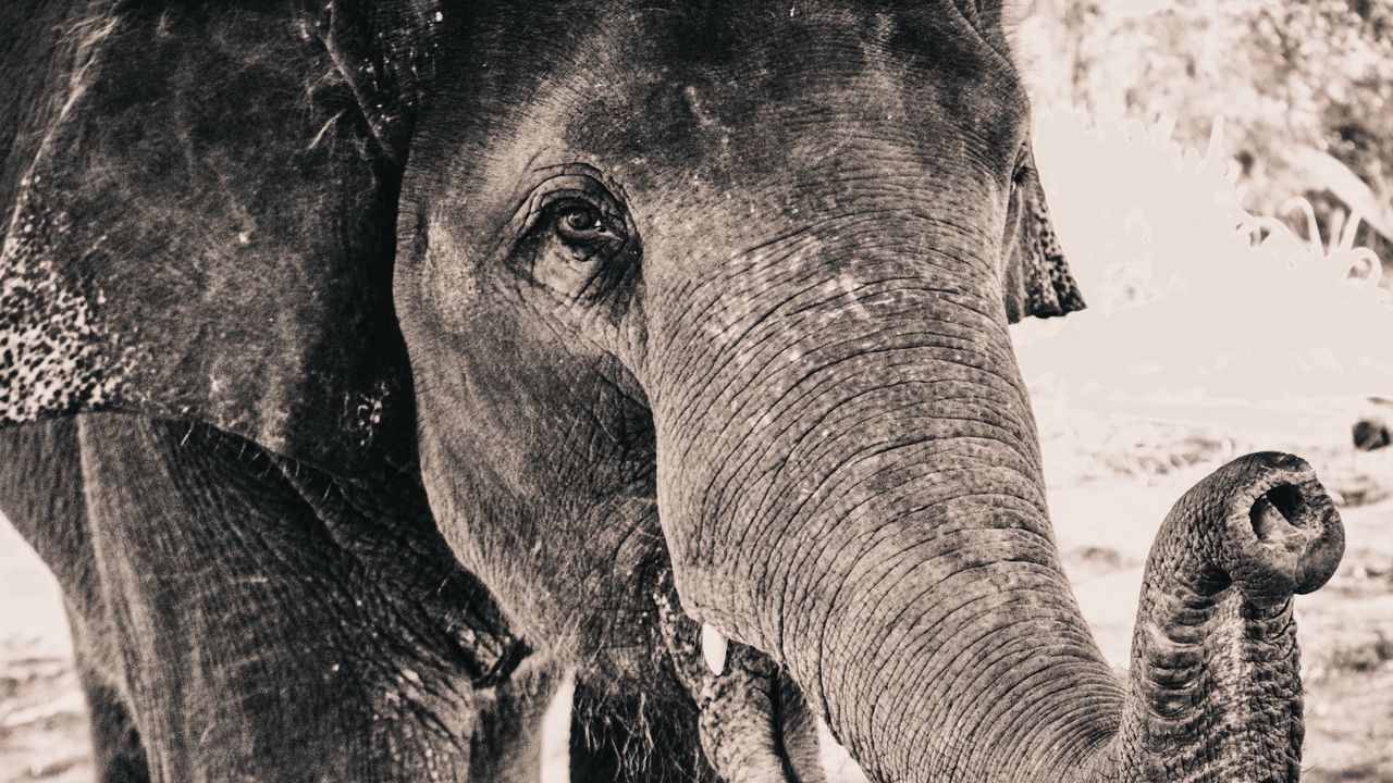 Wallpaper elephant, trunk, close-up