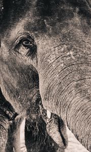 Preview wallpaper elephant, trunk, close-up