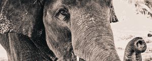 Preview wallpaper elephant, trunk, close-up