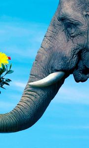 Preview wallpaper elephant, trunk, couple, flowers, caring, romantic
