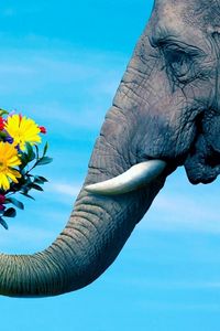 Preview wallpaper elephant, trunk, couple, flowers, caring, romantic