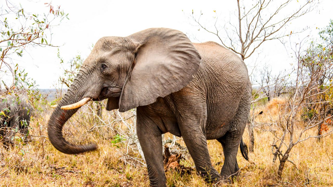 Wallpaper elephant, trunk, grass, walk