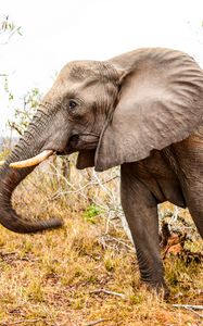 Preview wallpaper elephant, trunk, grass, walk