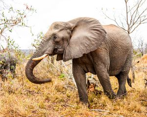 Preview wallpaper elephant, trunk, grass, walk